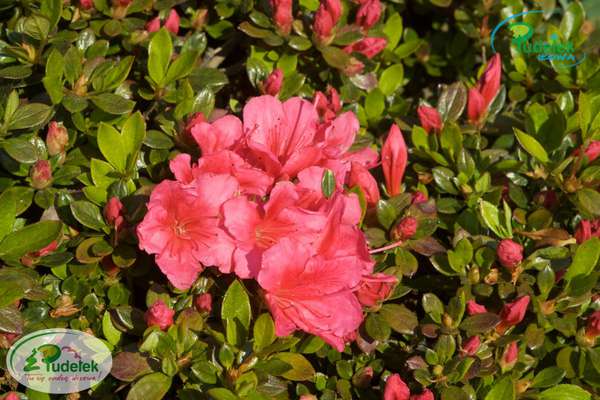 Azalia japońska Drapa